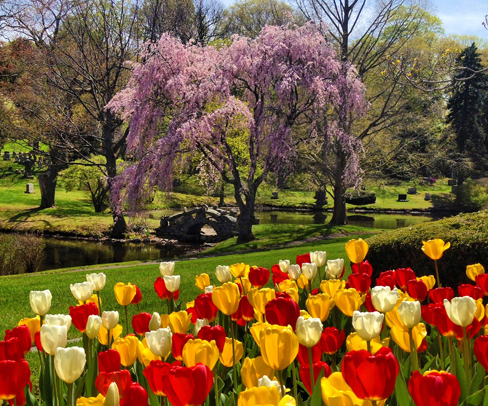 weeping cherry tree