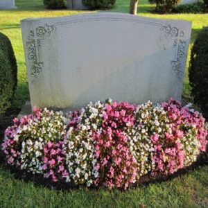 Begonia Flower Bed