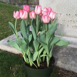 Easter Tulips