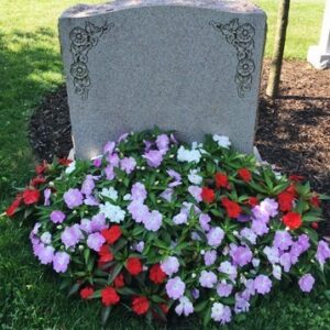 New Guinea Impatiens Flower Bed