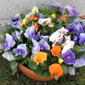 Easter Pansies