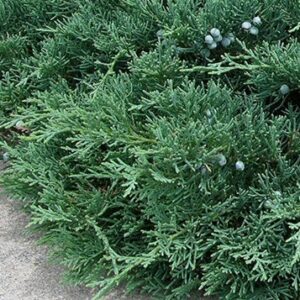 Juniper Ground Cover