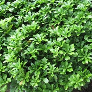 Pachysandra Ground Cover