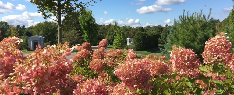 https://www.newcemcorp.org/wp-content/uploads/2023/10/Dell-Limelight-Hydrangeas-IMG_5009_1-768x313.jpg